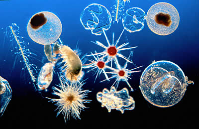 Perbedaan Zooplankton dan Fitoplankton