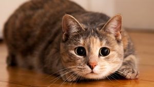 soal klasifikasi makhluk hidup kelas 7