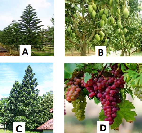soal klasifikasi makhluk hidup kelas 7