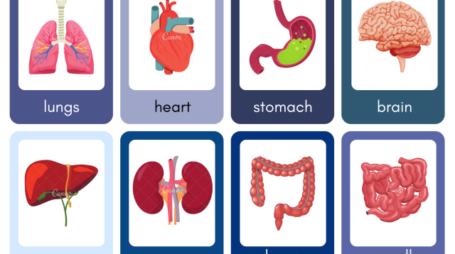 Kumpulan soal anatomi fisiologi dan jawabannya
